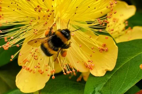 Banded White-tailed Bumblebee. 写真素材