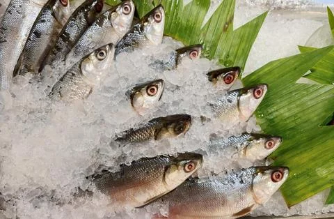Bandeng Fish Stock Photos