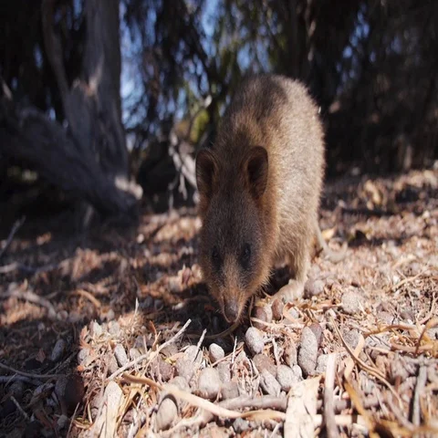 Bandicoot crawling on forest floor Stock Footage 69493669