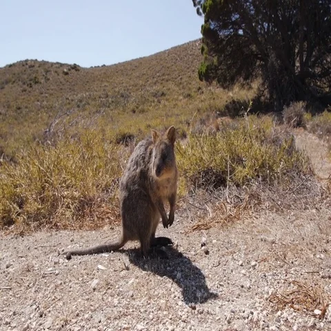 Bandicoot looking around in forest Stock Footage 69493374
