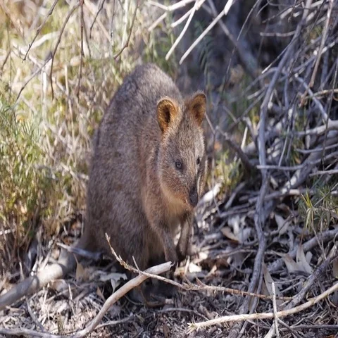 Bandicoot looking around in forest Stock Footage 69493682