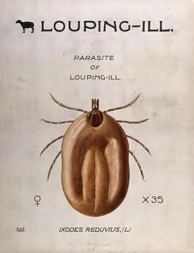 The bandicot tick (Ixodes reduvius), vector of the louping-ill parasite. Co.. 스톡 일러스트