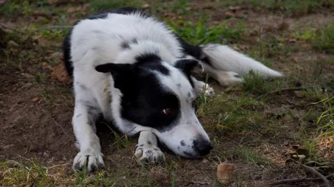 Bandit the Border Collie 库存照片