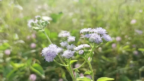Bandotan grass flower Stock Footage 233049232