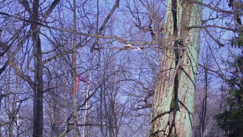 Bands flutter on tree at winter in park Stock Footage 72868529