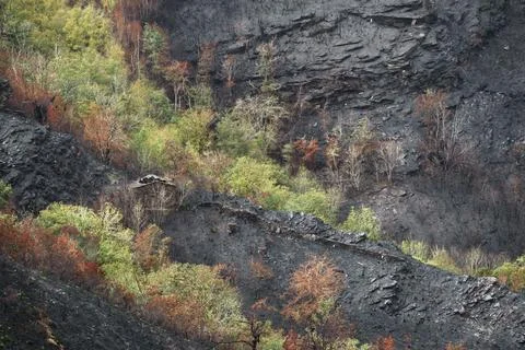 Bands of native deciduous forest survive forest fires Stock Photos