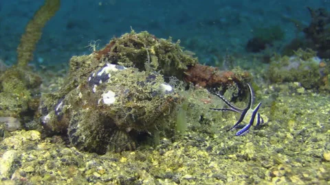 Bandtail scorpionfish devours and kills banggai cardinalfish on sandy Stock Footage 161802959