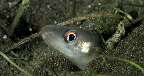 Bandtooth Conger Head Above Its Burrow, Three Quarter View Stock Footage 97081484