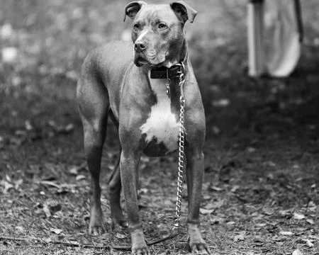 BandW Pitty Stock Photos