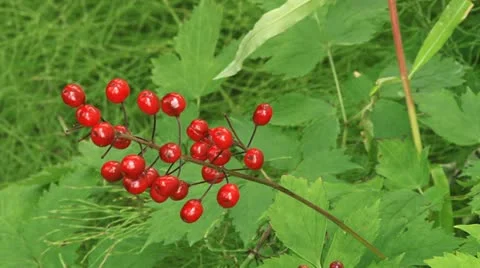 Baneberry Berries and Leaves pullback Stock Footage 11709900