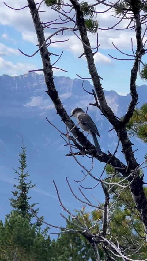 Banff Canada September 04 2024 Canada Jay perched on a tree on Sulphur Mountain 動画素材 343696423