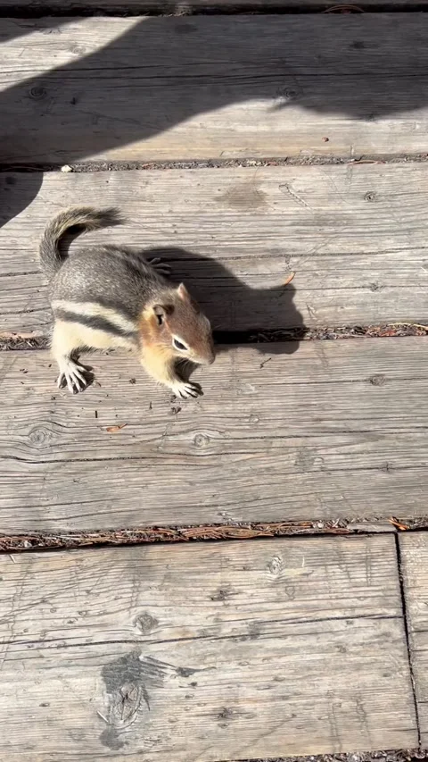 Banff Canada September 04 2024 Chipmunk on Sulphur Mountain boardwalk searching 스톡 동영상 344003464