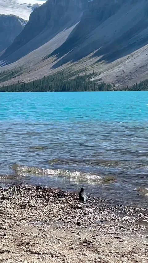 Banff Canada September 05 2024 A bird is seeking food at Bow Lake shore 스톡 동영상 343694879