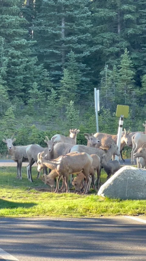 Banff Canada September 05 2024 Rocky Mountain bighorn sheep in Banff park 動画素材 343696422