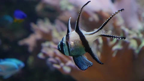 Bangai-cardinal fish Stock Footage 136026860