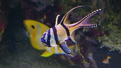 A Banggai cardinal fish Stock Footage 245030552