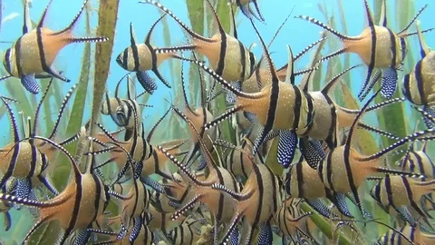 Banggai cardinal swarm 57 seconds long Stockbeeldmateriaal 102904341
