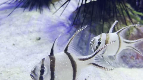 Banggai Cardinalfish Close Up Stock Footage 339075142