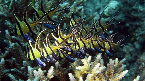 Banggai Cardinalfish Stock Footage 59946249