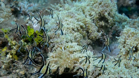 Banggai Cardinalfish Video stock 112236611