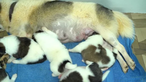 Bangkaew puppies Stock Footage 252056830