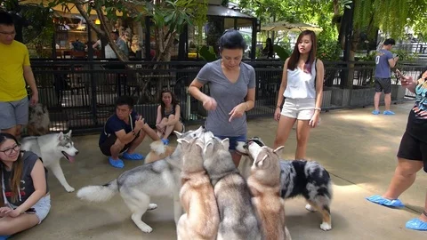 BANGKOK, THAILAND, SEPT 20, 2016: Stock Video Pond5