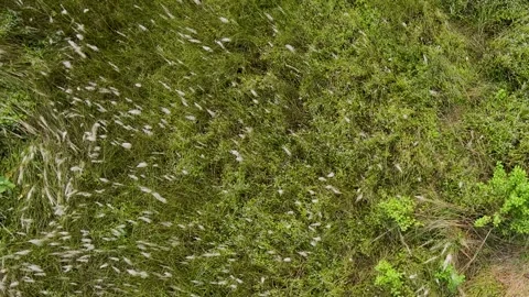 Bangladesh - A Patch of Kashful Grass Mixed with Small Green Shrubs Swaying 스톡 동영상 323901693