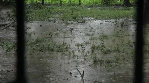 Bangladesh Rain Stock Footage 40417006