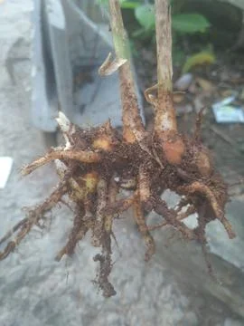 Bangle or bungle Stock Photos