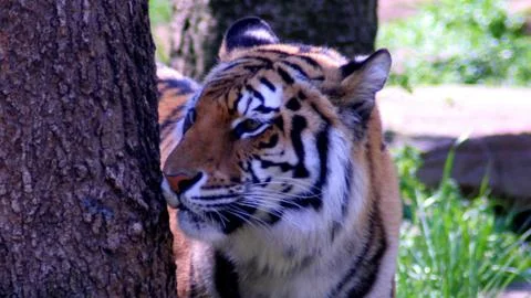 The bangle tiger Stock Photos