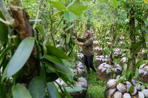 Bangli, Indonesia-Sept 01 2021: a woman vanilla farmer is tending her vanilla Stock Photos