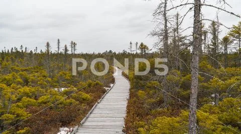 Bangor Bog Boardwalk in the daytime Stock Photos