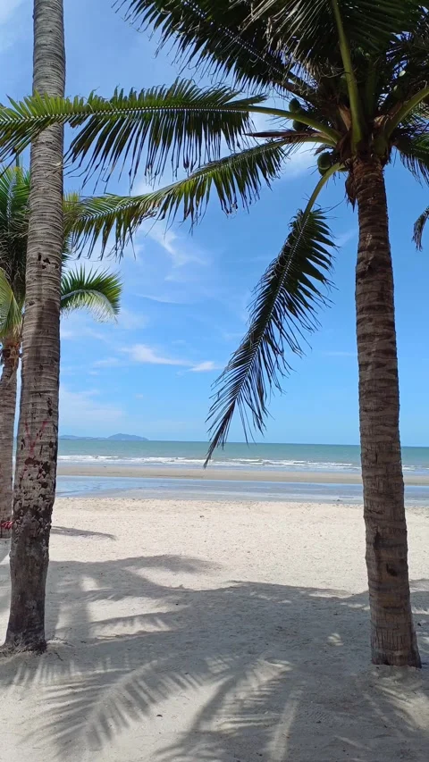 Bangsaen coconut tree Stock Footage 276519385