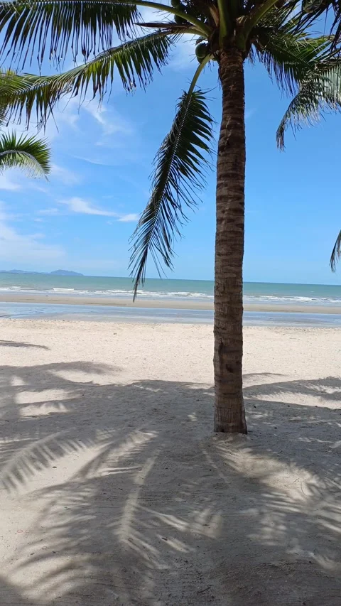 Bangsaen coconut tree1 Stock Footage 276520954