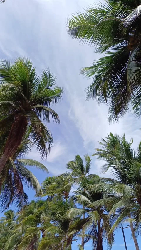 Bangsaen coconut tree2 Stock Footage 276521307