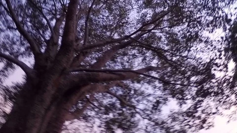 The banian tree Stock Footage 92947238
