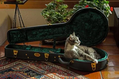 Banjo Cat-Wide Stock Photos