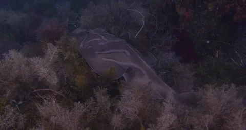Banjo Shark Over Seabed, 8K Video stock 331335544