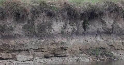 Bank of the Bug river, bird nests, 4K slomo Stock Footage 166039037