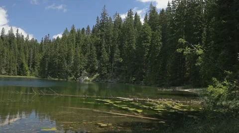 Bank with pine trees at small lake. Stock Footage 8562035