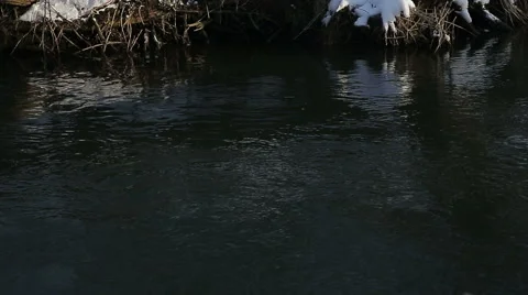 Bank of the river Stock Footage 67967757