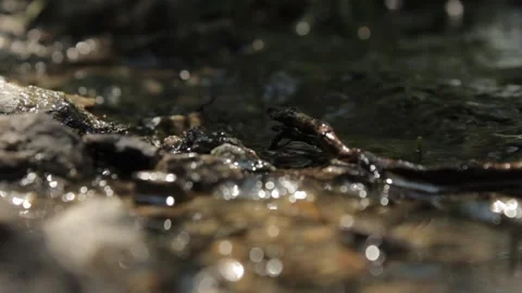 Bank of the river Stock Footage 88716965