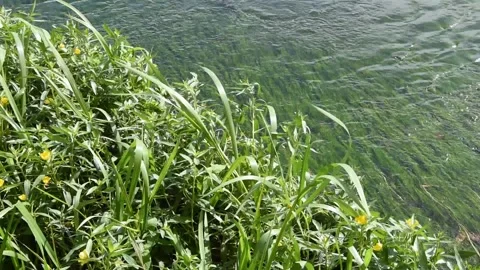 Bank of the river Stock Footage 139884740