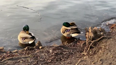 On the bank of the river, two ducks clean their feathers. Stock Footage 234807892