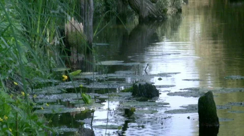 On bank of small river. 動画素材 474588