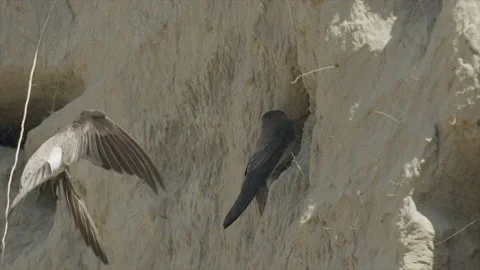 Bank swallow at burrow while mate digs, slomo, 4k Stock Footage 221527426