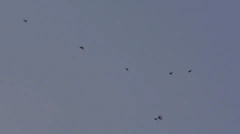 Bank swallow Stock Footage 26709267