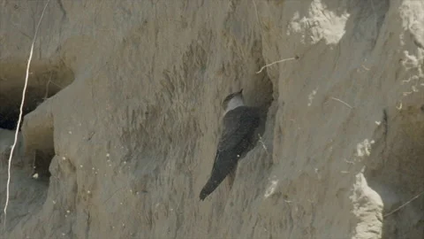 Bank swallow hovers while mate scratches burrow, 4k slomo Stock-Footage 221527423