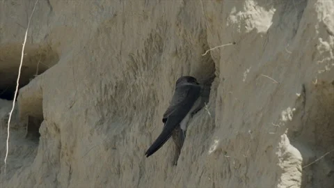 Bank swallow  with mate digging burrow, 4k Stock Footage 221527545