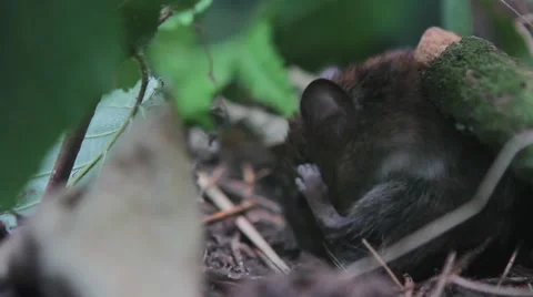 Bank vole cleaning itself Stock Footage 40706185